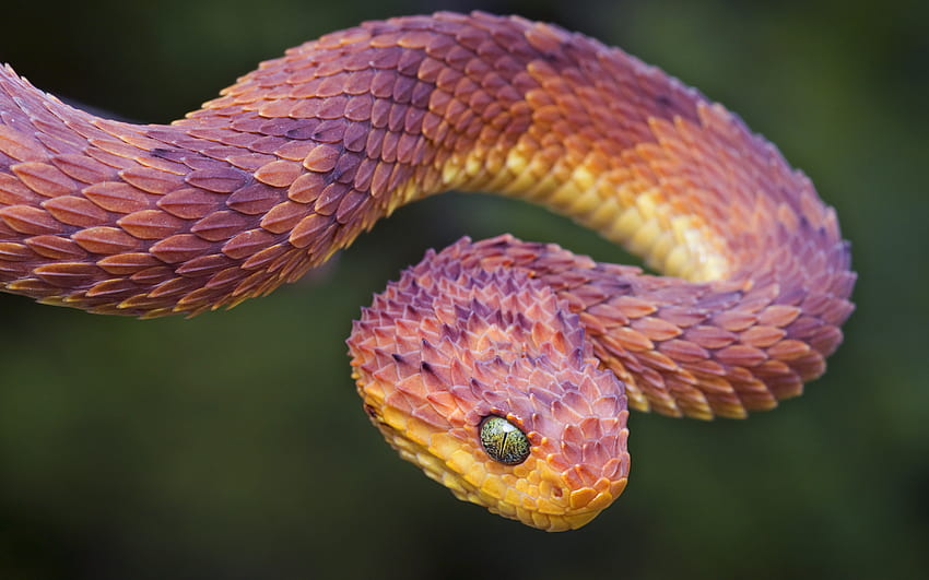 Blue Purple Viper Snake, purple snake HD wallpaper