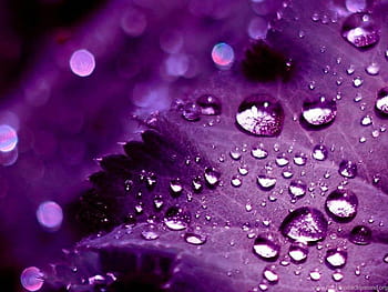 Page 2, all purple HD wallpapers