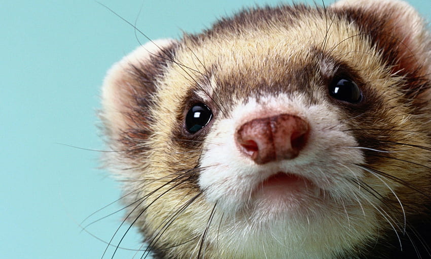 Cute Ferret, baby ferrets HD wallpaper