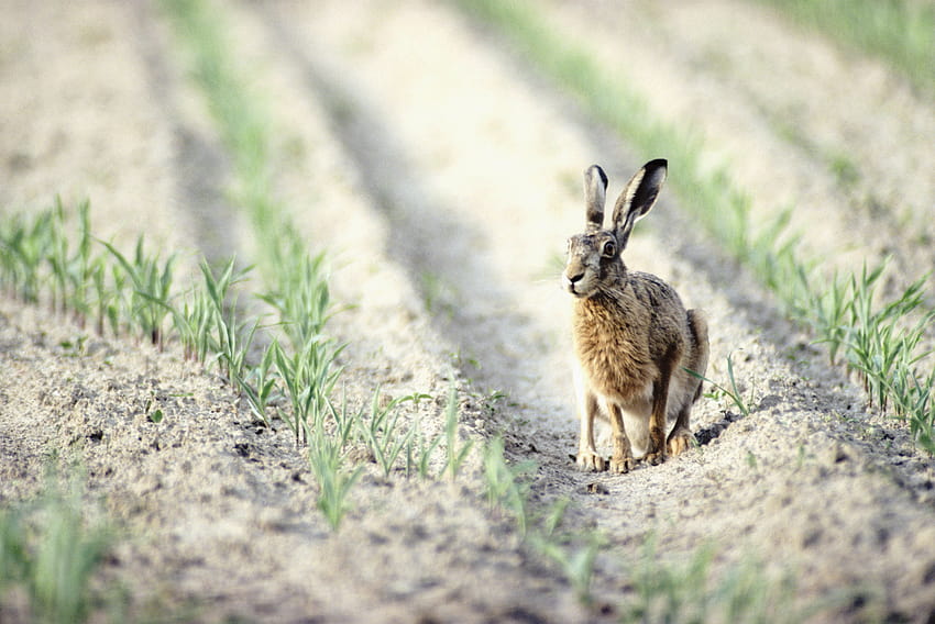 Hare, Field, Crop Backgrounds HD wallpaper