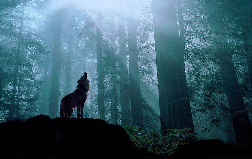 Fondo pantalla Lobo en Bosque papel de parede HD
