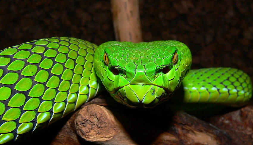 Pit viper snake, viper snake head HD wallpaper