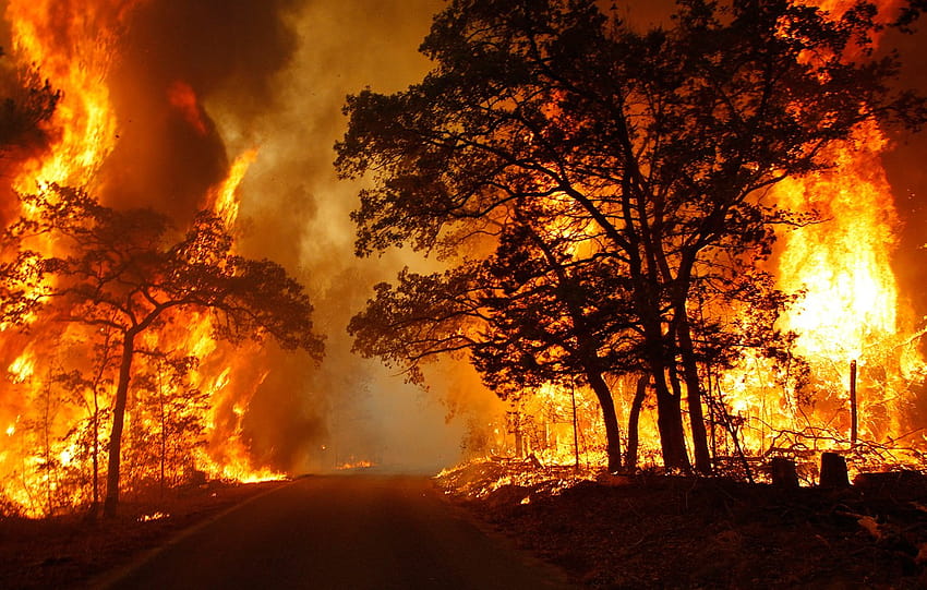 : orman, ateş, Felâket, olay, Orman yangını, şenlik ateşi 1247x793, Orman yangınları HD duvar kağıdı