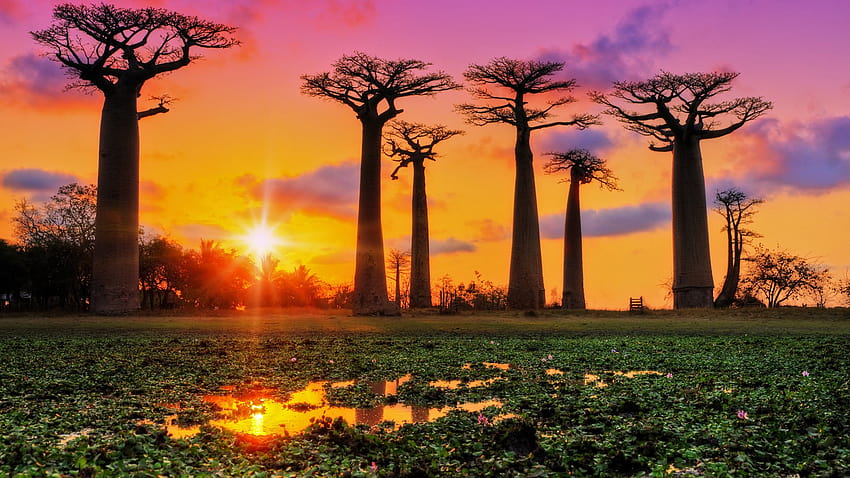 Baobab Trees at Sunset HD wallpaper | Pxfuel