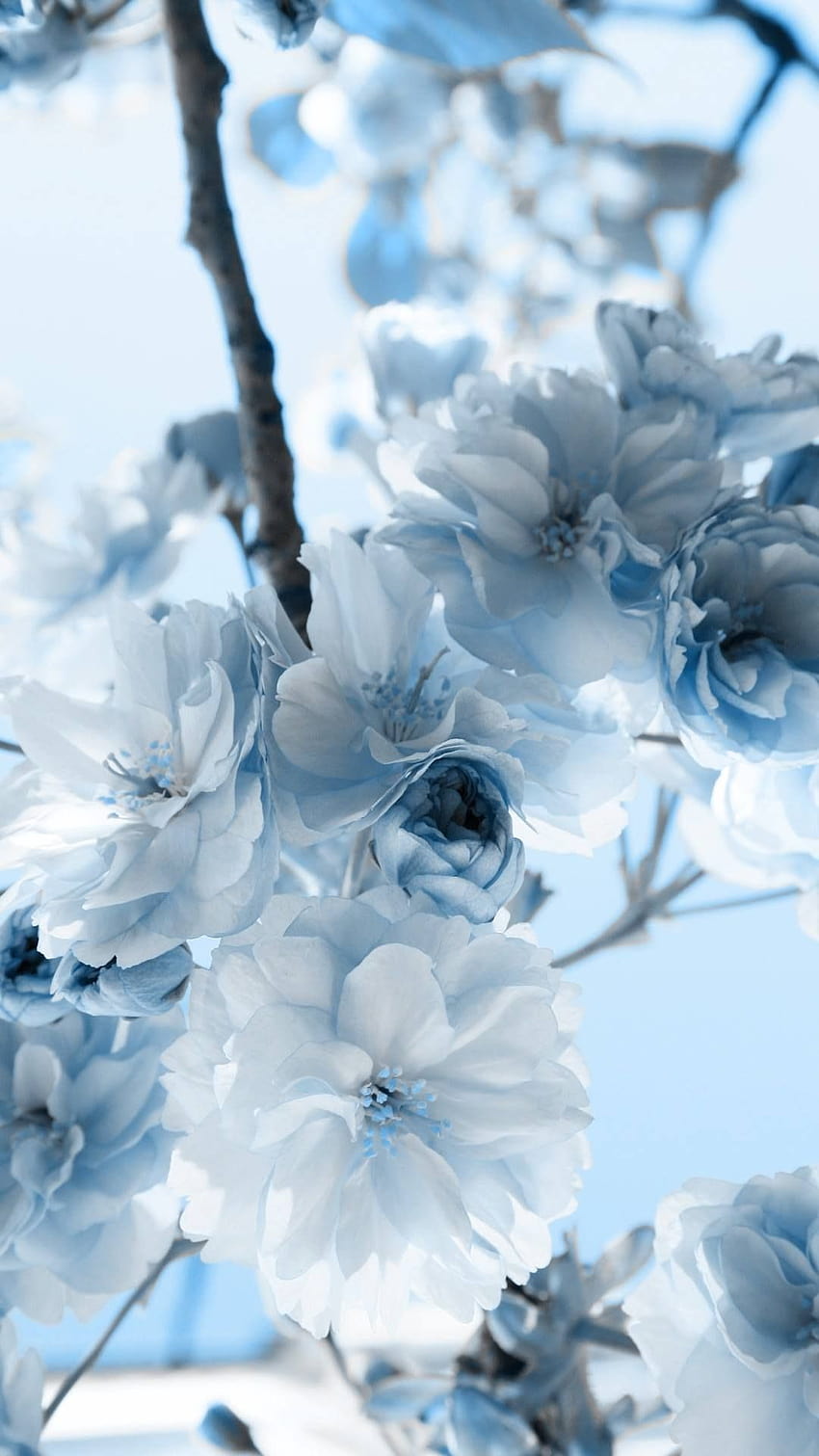 Flor azul pastel, flores de color azul claro fondo de pantalla del teléfono  | Pxfuel