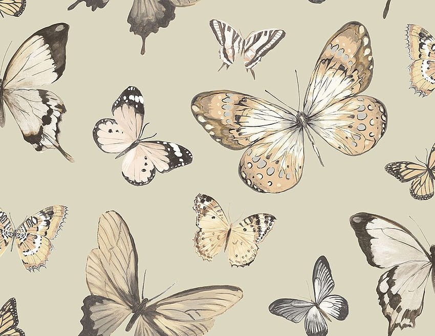 Jaima Brown, kupu-kupu dan ngengat Wallpaper HD