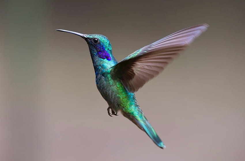 Зелено и лилаво колибри, прелетни птици HD тапет