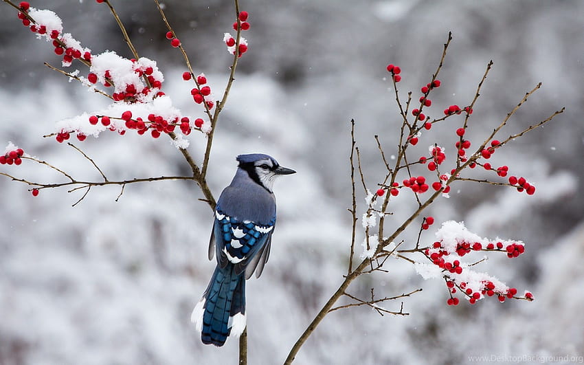 Kuşlar: Mavi Alakarga Kar Dalları Kış Meyveleri Kuş ... Arka planlar, mavi alakarga kuşu HD duvar kağıdı