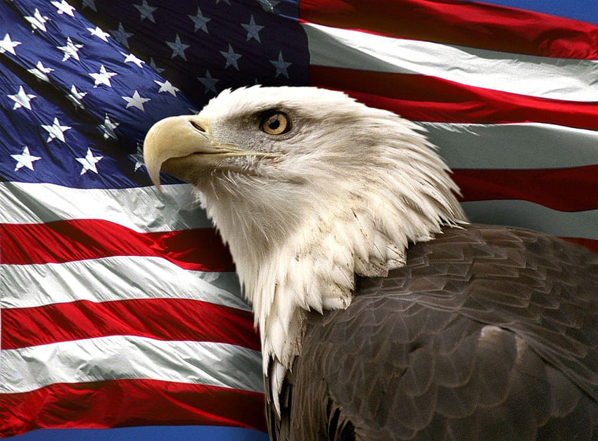 Bendera Bald Eagle, elang amerika Wallpaper HD