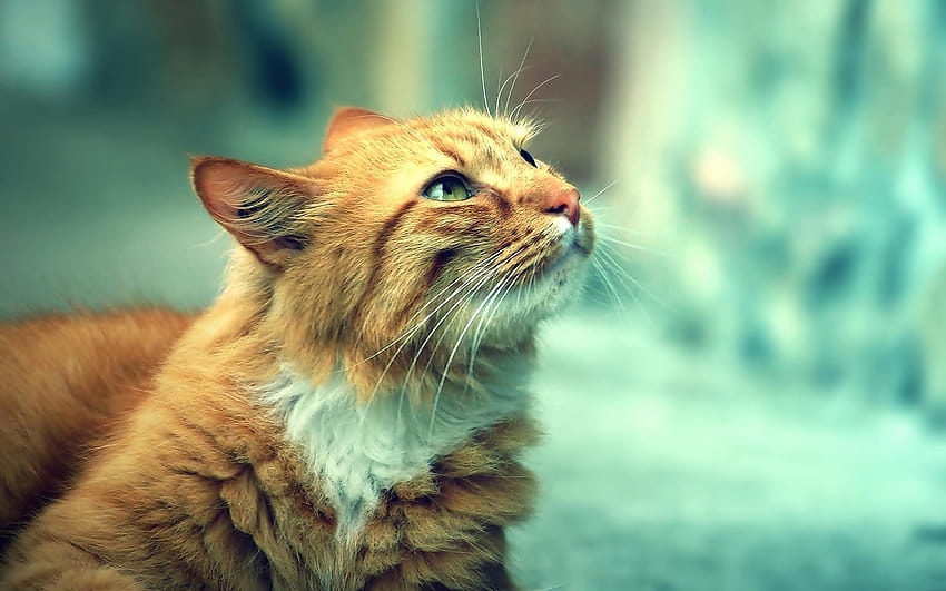 · Галерия · Животни · Зеленоока котка, плевня котка HD тапет