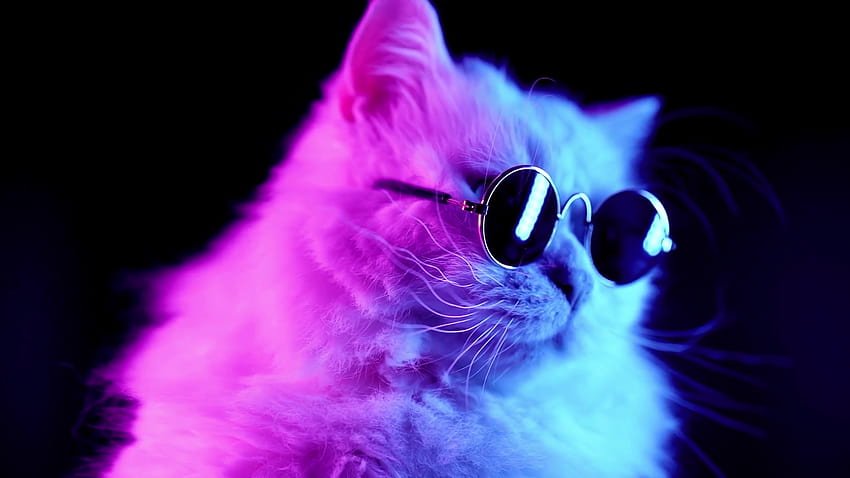 Cool Cat Live, Gaming-Katze HD-Hintergrundbild