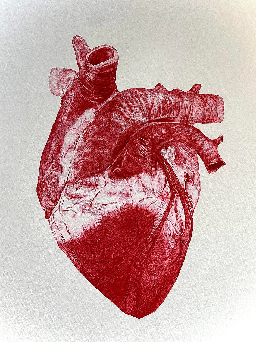 Jantung anatomi saya selesai dengan pena Bic merah : r/drawing wallpaper ponsel HD
