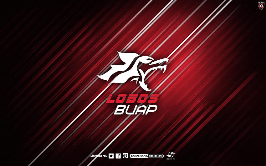 Lobos B U A P, lobos buap HD wallpaper | Pxfuel