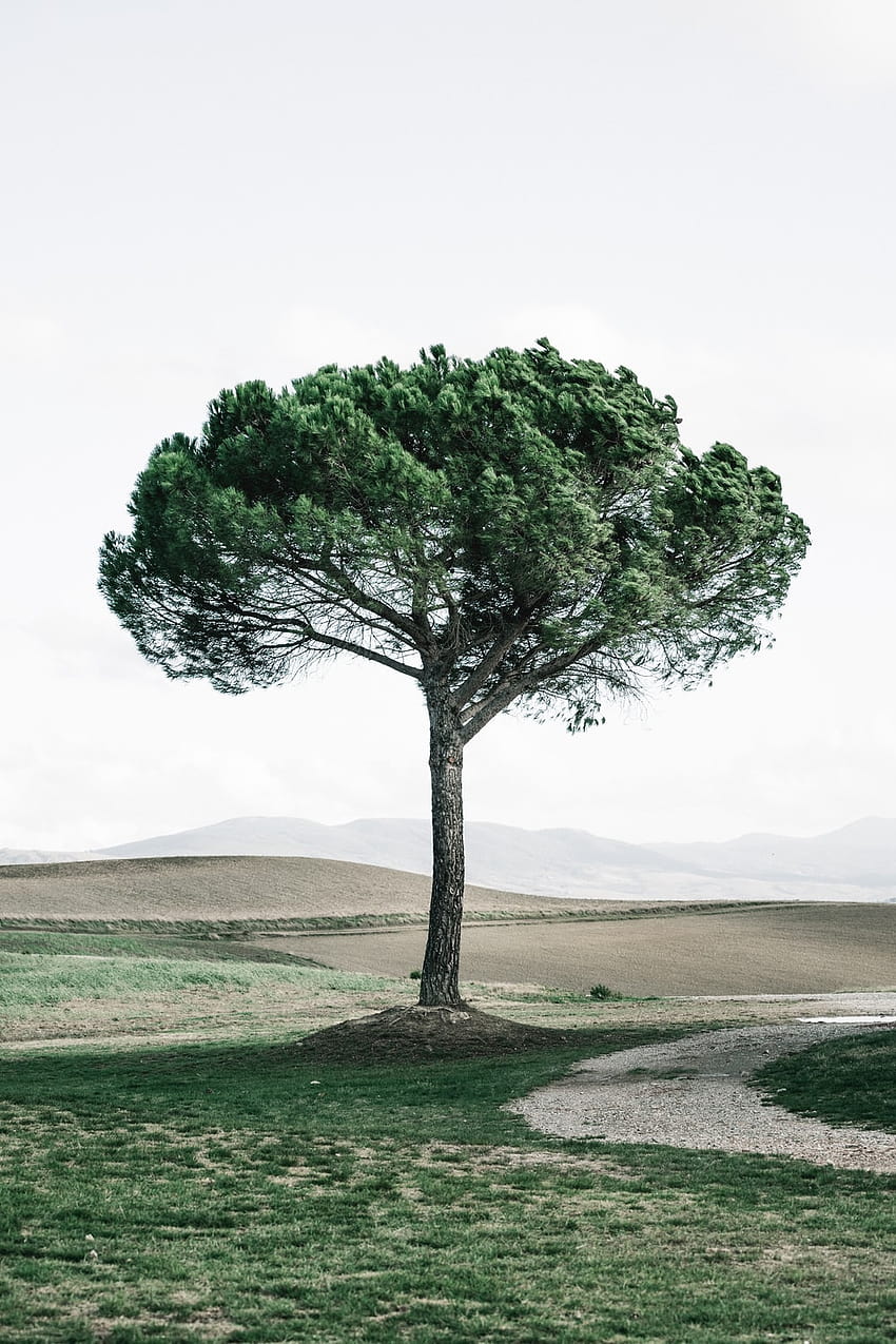 99 Background Pohon, menanam pohon wallpaper ponsel HD