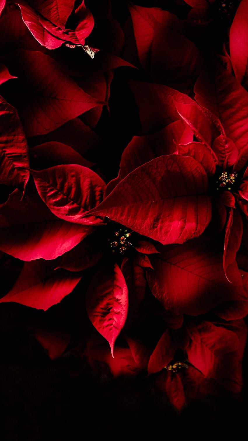 Red leaves, Dark, AMOLED, Flowers, amoled flower HD phone wallpaper