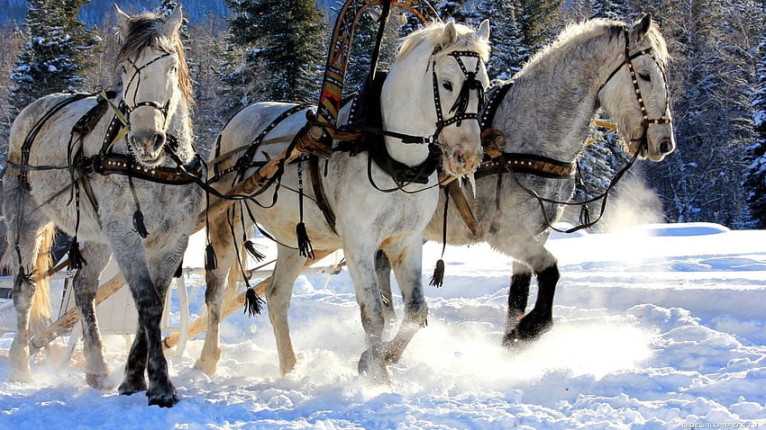 Animals horses nature winter snow rustic trees, rustic winter trees HD wallpaper