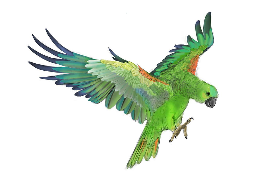 : clipart, green parrot HD wallpaper | Pxfuel
