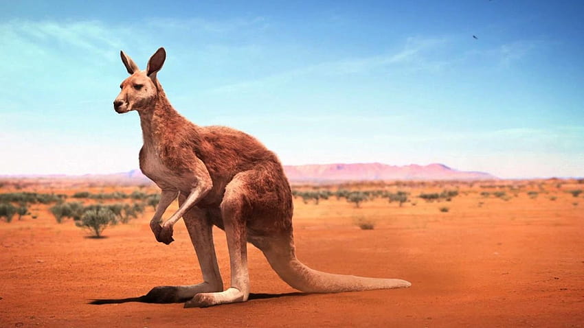 kanguru HD duvar kağıdı