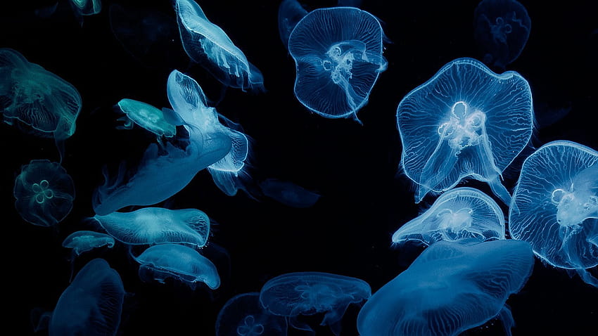 1920x1080 jellyfish, glow, aquarium, aesthetics, aesthetic glow HD wallpaper