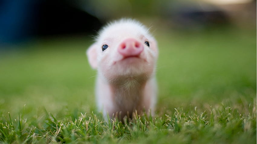 Cute Baby Teacup Pigs 2016 Car Release Date [1366x768] for your , Mobile & Tablet, tiny pigs HD wallpaper