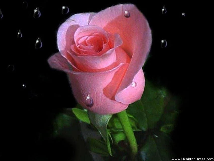 Flowers background pink rose underwater HD wallpapers | Pxfuel