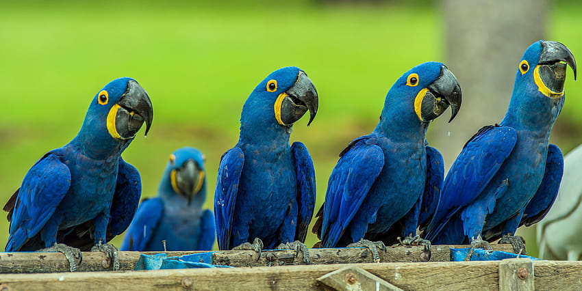 Blue Macaw, hyacinth macaw HD wallpaper