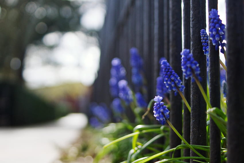 Bunga eceng gondok anggur biru di pagar logam pada siang hari Wallpaper HD