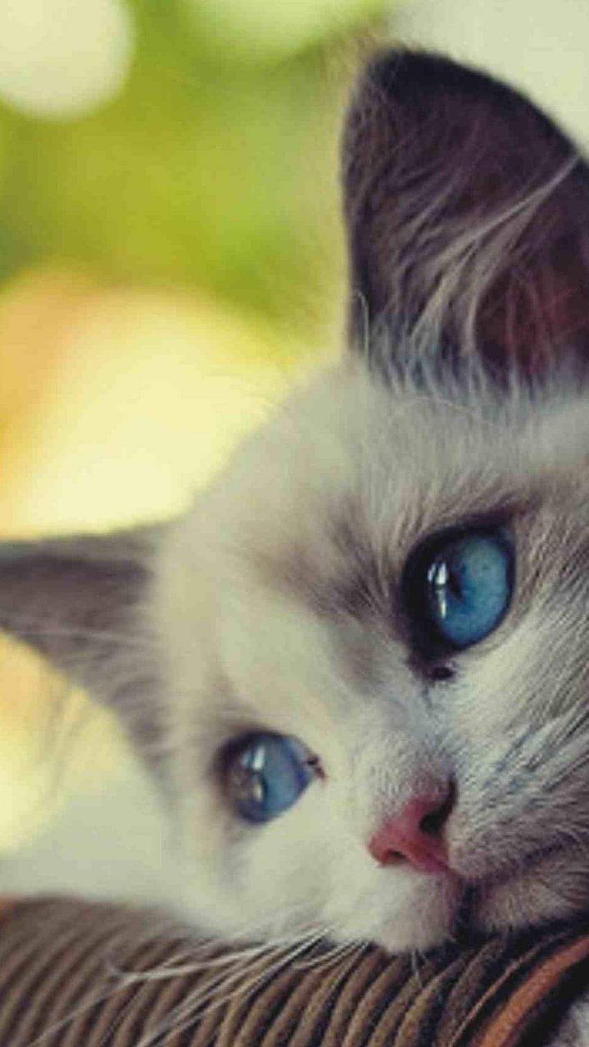 Sad, crying cat HD phone wallpaper