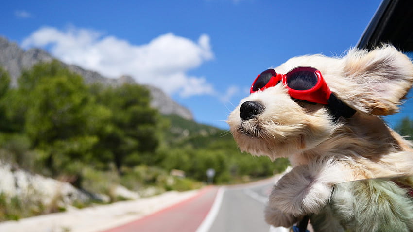 Hund mit Brille, Tiere, Hintergründe HD-Hintergrundbild