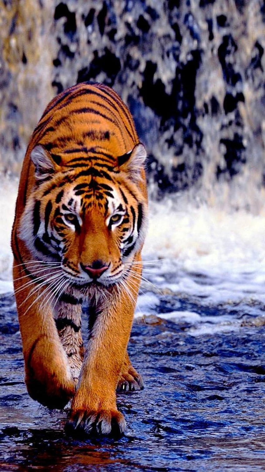 Royal Bengal Tiger: Cool royal walk HD phone wallpaper | Pxfuel