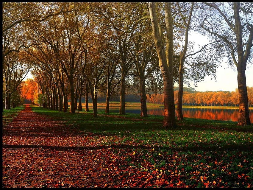 가을의 나무 파리 세느 강 HD 월페이퍼