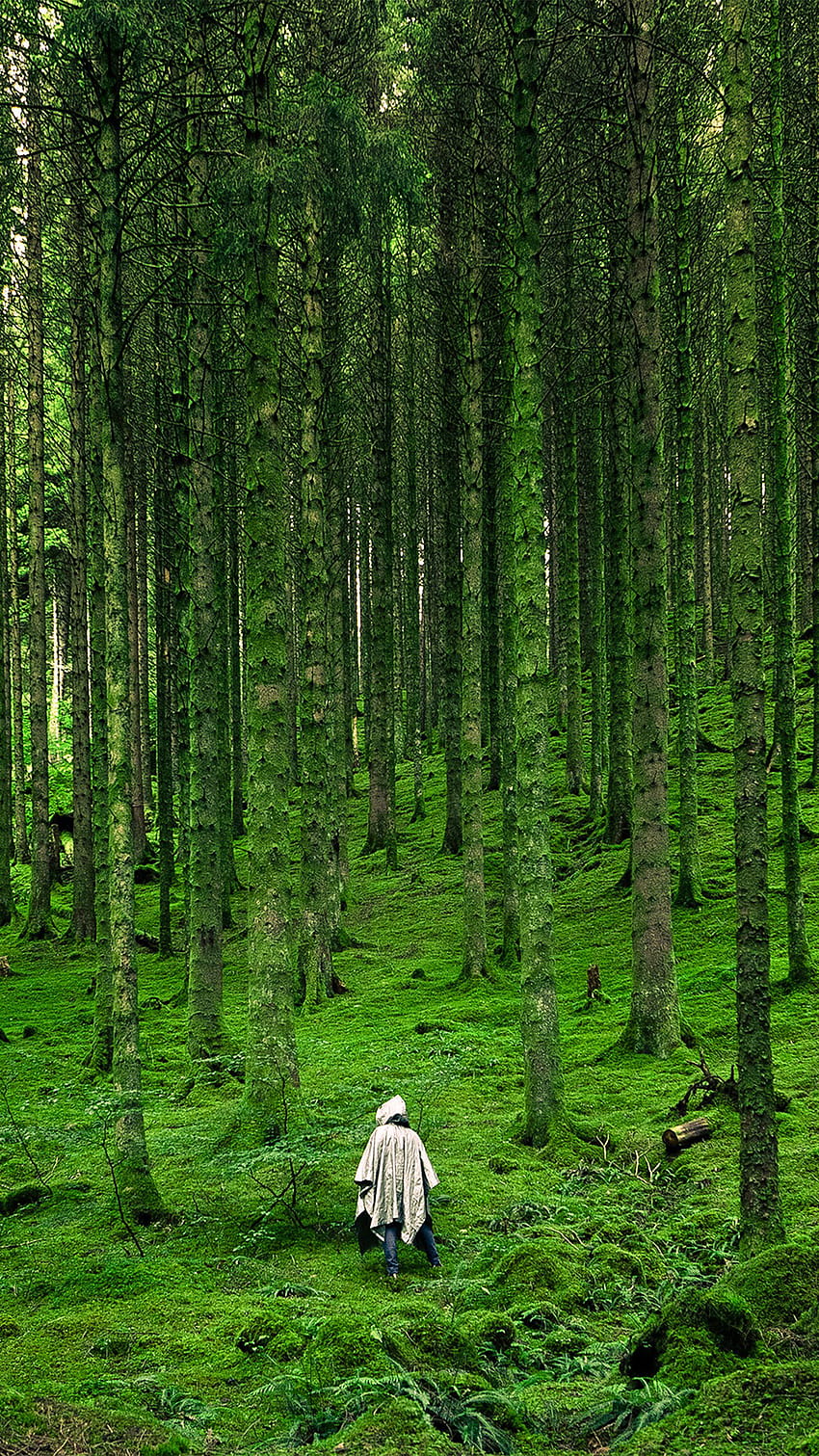 W Wood Forest Green Mountain Nature Android, najlepszy android przyrodniczy Tapeta na telefon HD