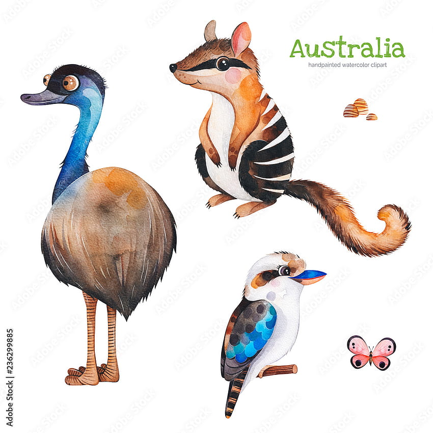 Emu of australia HD wallpapers | Pxfuel