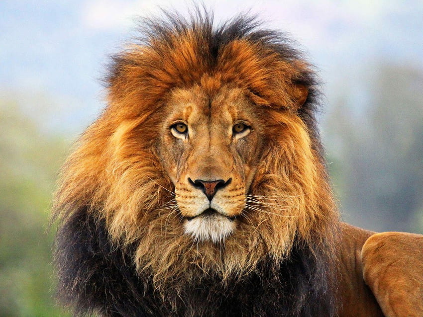 Leone su GreePX, faccia del leone da vicino arrabbiata Sfondo HD