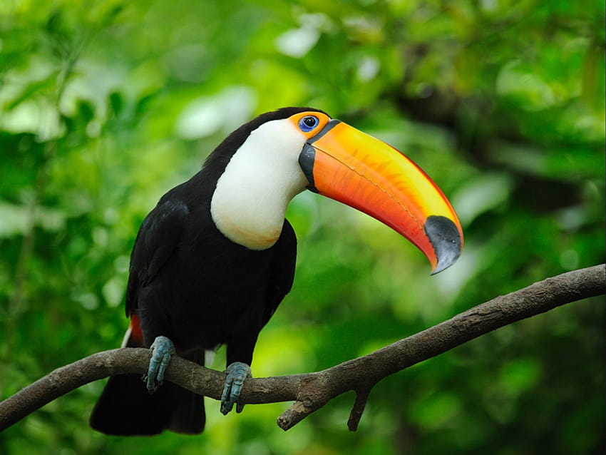 24 Toco toucan นกทูแคน วอลล์เปเปอร์ HD