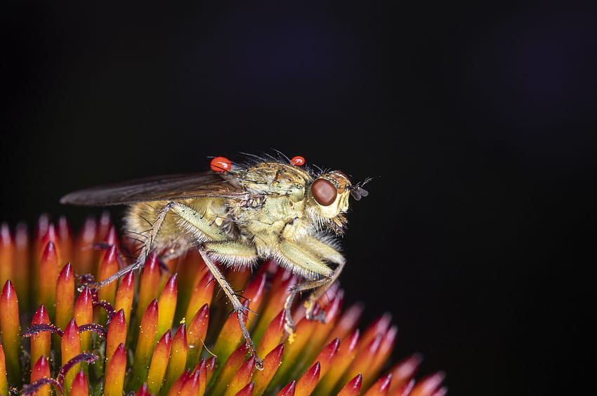 Primo piano di una mosca su un fiore, macro di insetto volante Sfondo HD
