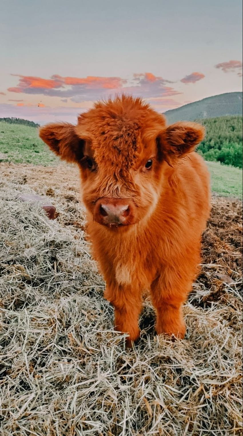 Bayi sapi yang lucu, Sapi yang lembut, Sapi yang lucu wallpaper ponsel HD