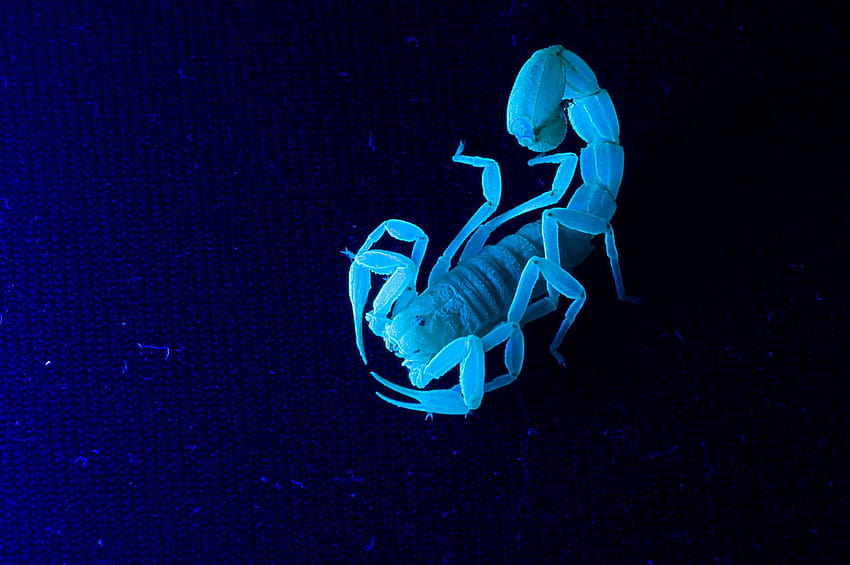 Backgrounds Scorpion Tribal Tattoo E HD wallpaper