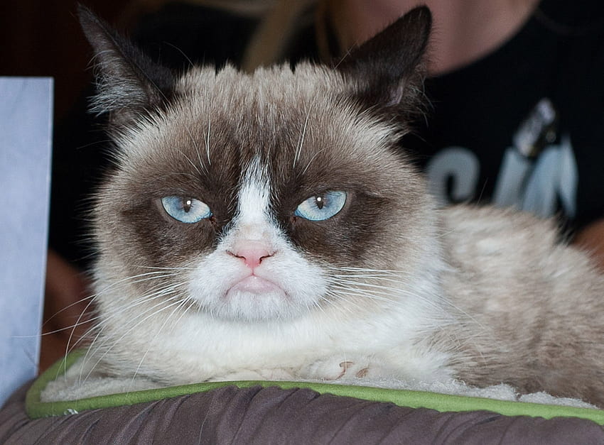Umarł Grumpy Cat, twarz tysięcy internetowych memów, memy o zrzędliwych kotach Tapeta HD