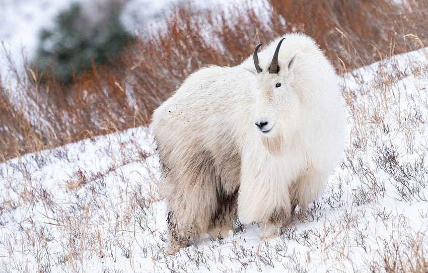 winter, look, snow, goat, wool, slope, white, mountain, goat, dry grass, goat, mountain goat , section животные, winter goat HD wallpaper