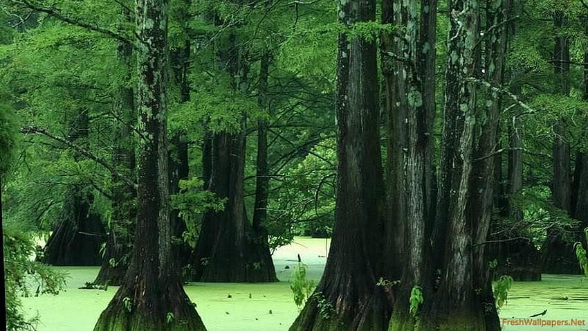 old trees swamp HD wallpaper