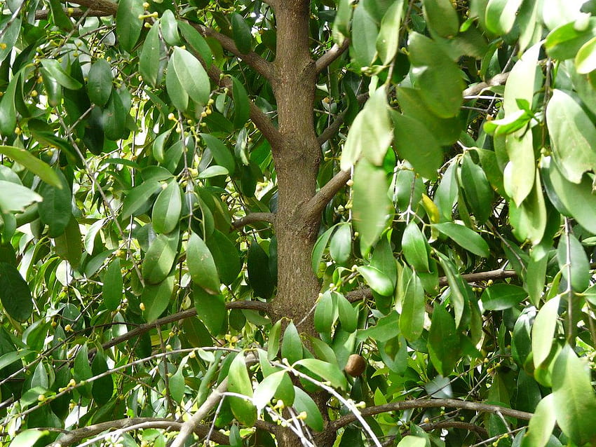 Indian Tallow tree HD wallpaper
