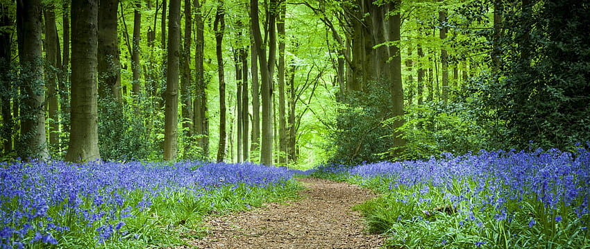 2560 x 1080 Wald, Pfad, Blumen, Frühlings-Dual-Breithintergründe HD-Hintergrundbild