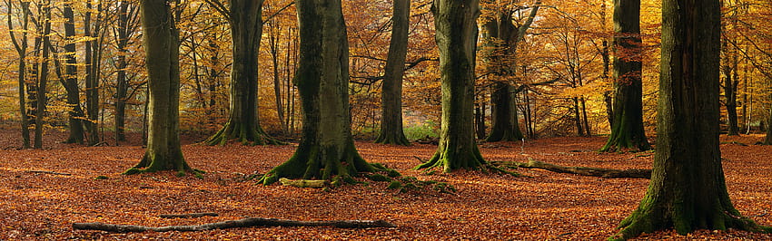 Beech trees, forest, autumn 3840x1200 Multi Monitor Panorama , panoramic autumn HD wallpaper