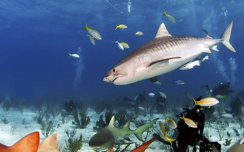 Sand Tiger Shark Ocean Underwater World Sharks Reef Fish : 13 HD wallpaper
