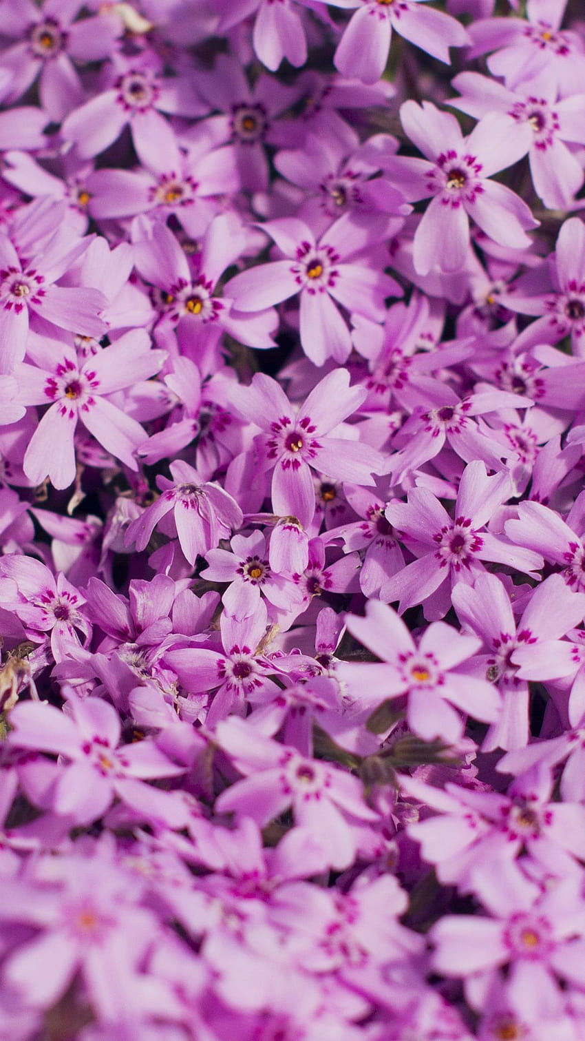 Violet Flower Nature Party Spring Blossom, hello spring purple HD phone wallpaper