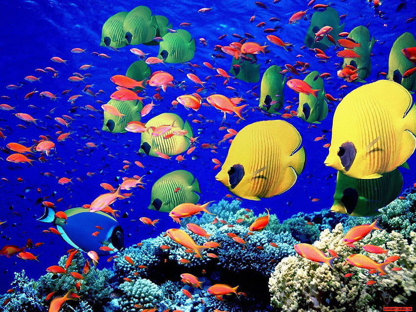 Aquarium 2 Ocean Life 1600x1200 Deluxe, vida marina real fondo de pantalla