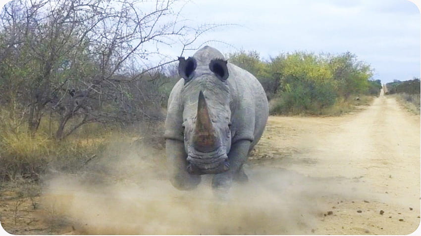 Nosorożec ŁADUJE i atakuje samochód, Park Narodowy Krugera Tapeta HD
