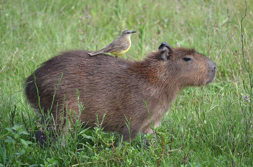 Capybara-Gruppe HD-Hintergrundbild
