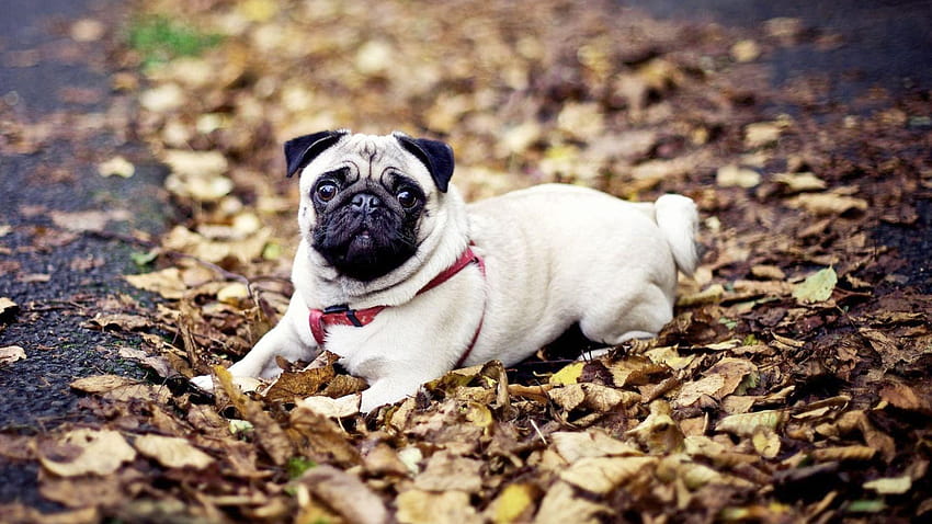 Pug Dog, vodafone dog mobile HD wallpaper Pug Dog, vodafone dog mobile HD wallpaper